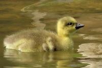 greylag gosling (grauwe gans kuiken)