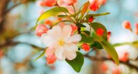Spring Whispers
