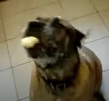 dog eats bean burrito