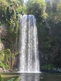 Millaa Millaa waterfall (medium)