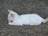 Mr Kitten, as a kitten