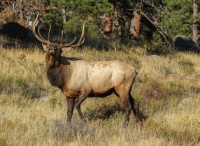 BIG BULL