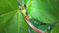 Red ladybug with black spots