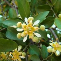 Flores de Quillay