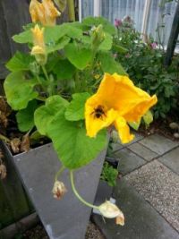 Bloemetje en bijtje
