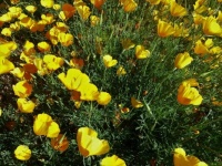 Close Up Of Wildflowers In Arizona Yard