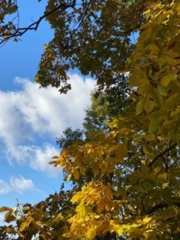 Fall Leaves and Sky