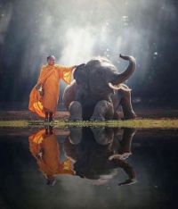 monk and elephant