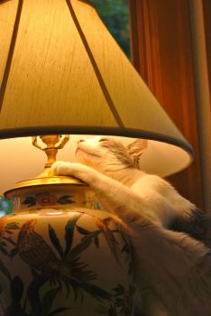 Rebob worships his favorite lamp