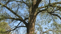 velký  starý strom