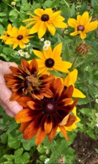 Stunning colours in a group of Black-eyed Susans.