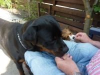 Rommel en Cody