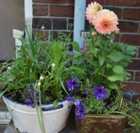 Can you see the Mason bee entrance?