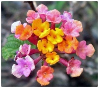 The Beauty of Hawaiian Flowers