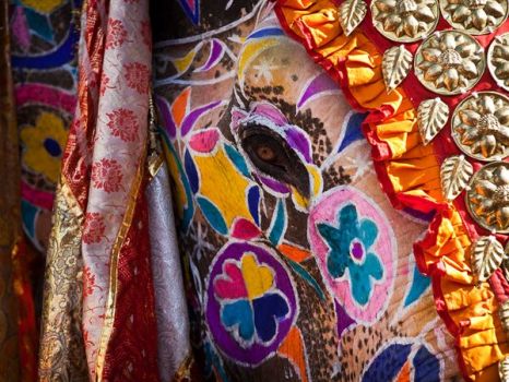 Elephant Festival, Jaipur, India  National Geographic/Marjorie Lang