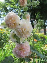 Double Hollyhocks