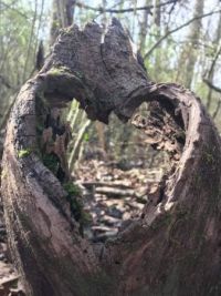 Stump heart