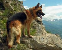 German Shepherd