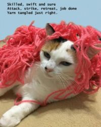 Cody  VS  Grandma's yarn