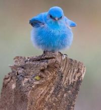 Tubby blue bird
