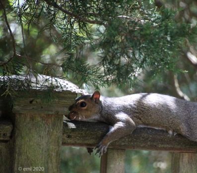 Squirrel Resting