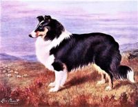 The Collie (1911)