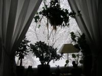 Window view