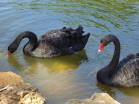 Black swans