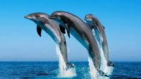 Three Dolphins 