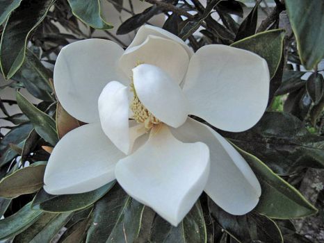 Florida sunshine, magnolia