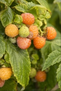 Fall Gold Raspberries (Zones 4 to 9)
