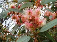 Flowering Gum Tree: Geraldton, Western Australia