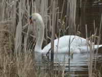 yesterday evening..... Mrs Swan ... looking round where good nest material is?