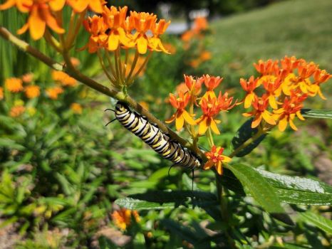 Monarch Caterpillar on Milkweed Blossoms