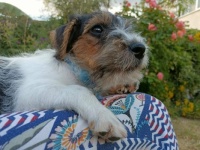 poppy puppy
