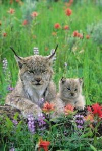Lynx and baby