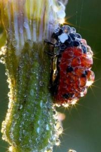 LADYBUG WITH DEWDROPS.....
