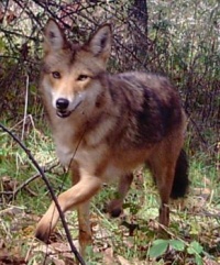 coyote caught on trail cam