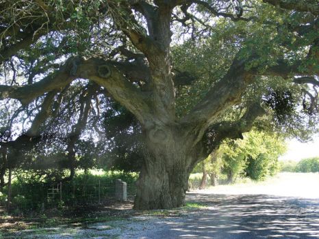 under the wedding oak