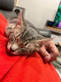 I got a cat. Levi