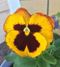 Pansy small
