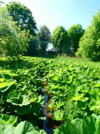 So many Groot Hoefblad / Petasites hybridus. In March the flower (aar) shows first and later on the, up to 1 meter large, leaves. It is hard to get rid of such plants if you have them in your garden. They love wet lands (like here, where you can hardly se