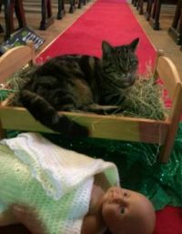 The church cat has evicted the baby Jesus from the manger.