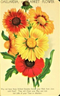 Themes Vintage ads - GAILLARDIA Flowers R.G. Chase @Co.