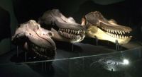 skulls of killer whales nat hist museum