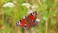 peacock-butterfly-