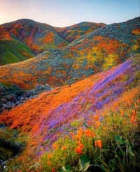 Himalayan flower valley