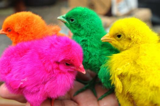 rainbow-chicks