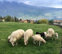 Lake view lunch. Lago di Garda.