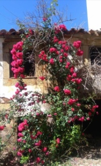 Invaded by roses